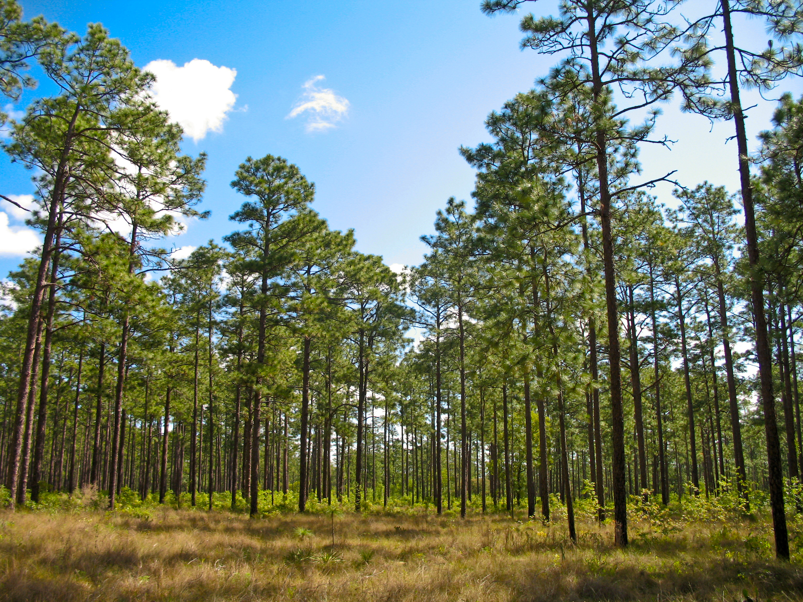 Longleaf Pine Forest